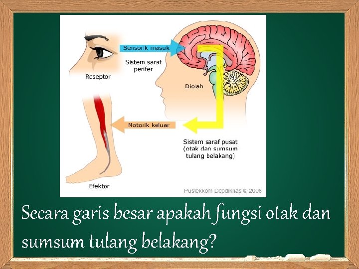 Secara garis besar apakah fungsi otak dan sumsum tulang belakang? 