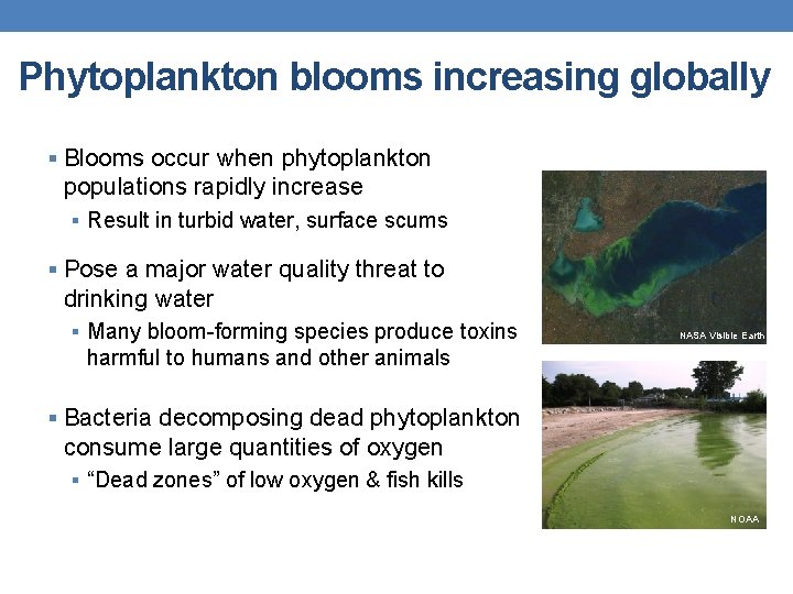 Phytoplankton blooms increasing globally § Blooms occur when phytoplankton populations rapidly increase § Result