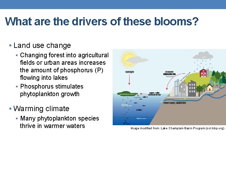 What are the drivers of these blooms? § Land use change § Changing forest