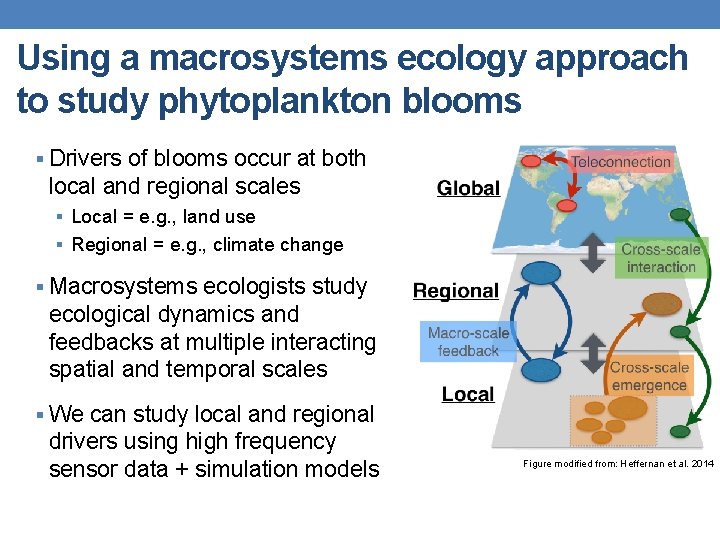 Using a macrosystems ecology approach to study phytoplankton blooms § Drivers of blooms occur