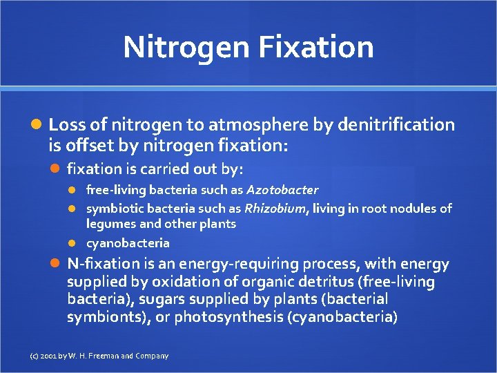 Nitrogen Fixation Loss of nitrogen to atmosphere by denitrification is offset by nitrogen fixation: