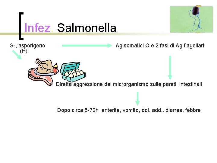 Infez. Salmonella G-, asporigeno (H) Ag somatici O e 2 fasi di Ag flagellari