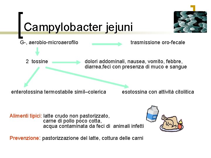 Campylobacter jejuni G-, aerobio-microaerofilo 2 tossine trasmissione oro-fecale dolori addominali, nausea, vomito, febbre, diarrea,