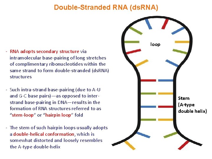 Iv Nuclear Biochemistry 4 2 Nucleic Acids 4