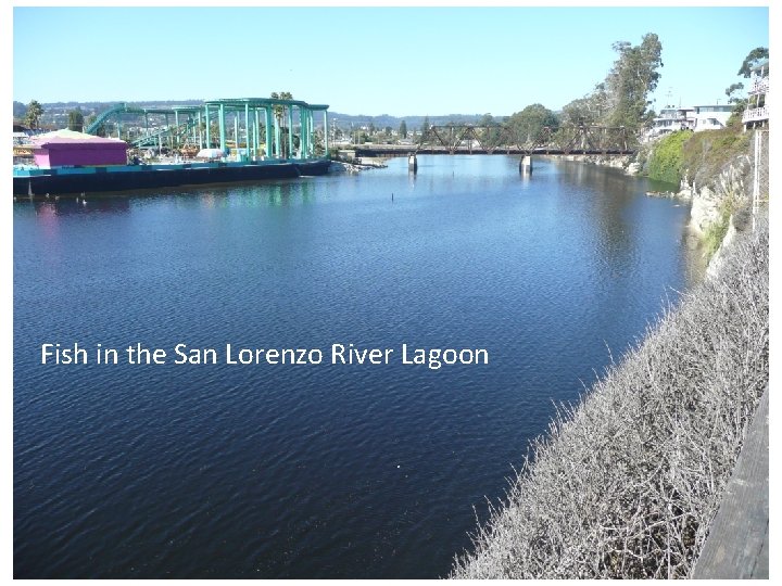 Fish in the San Lorenzo River Lagoon 1 