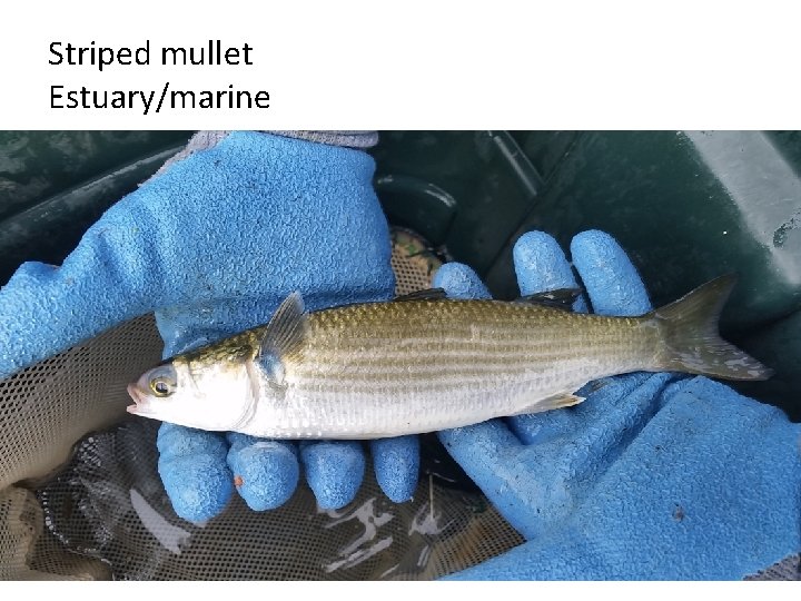 Striped mullet Estuary/marine 12 