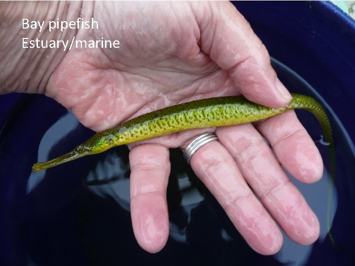 Bay pipefish Estuary/marine 13 