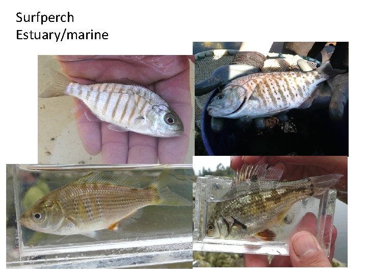 Surfperch Estuary/marine 14 