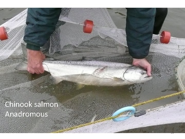 Chinook salmon Anadromous 15 