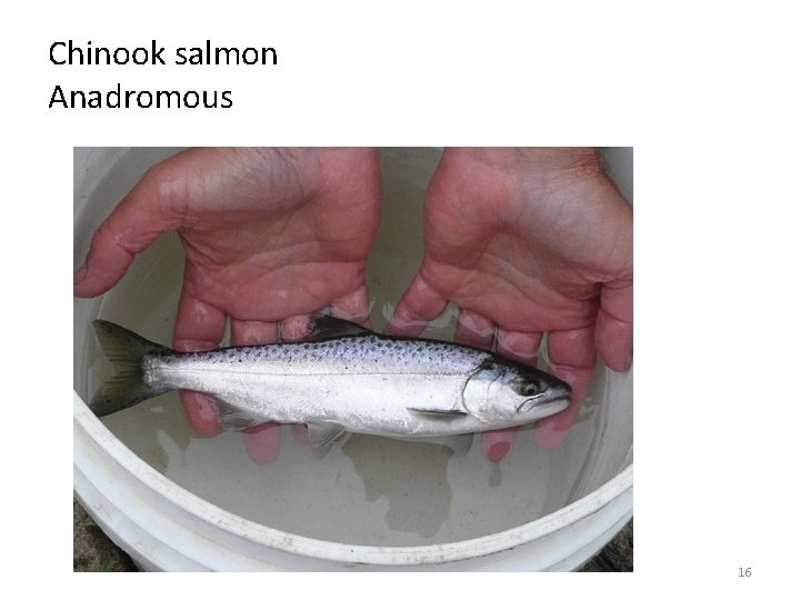 Chinook salmon Anadromous 16 