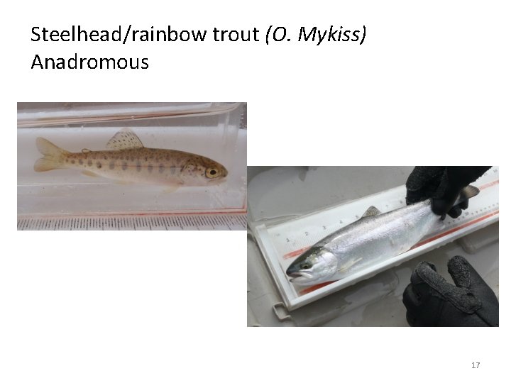 Steelhead/rainbow trout (O. Mykiss) Anadromous 17 