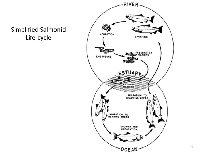 Simplified Salmonid Life-cycle 18 