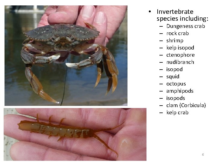  • Invertebrate species including: – – – – Dungeness crab rock crab shrimp