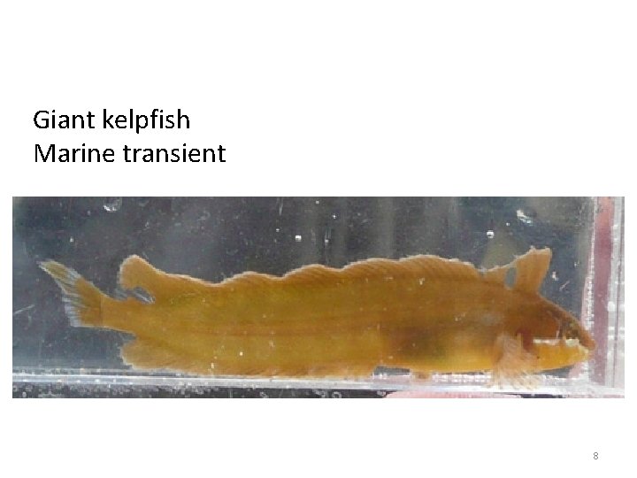 Giant kelpfish Marine transient 8 