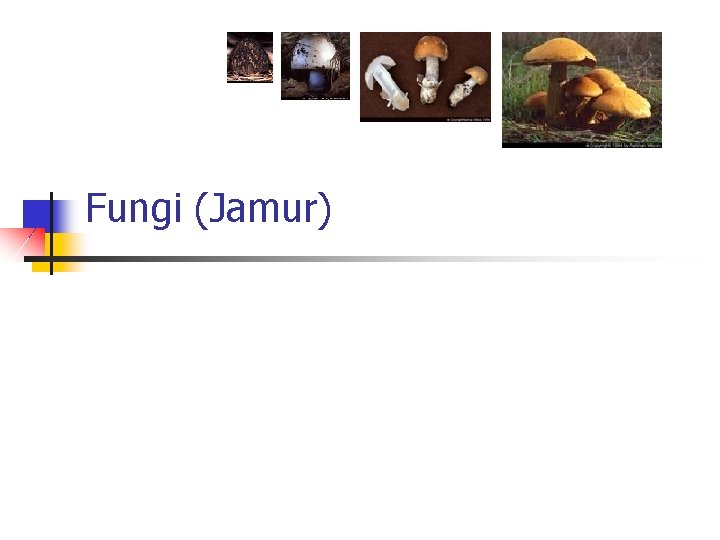 Fungi (Jamur) 
