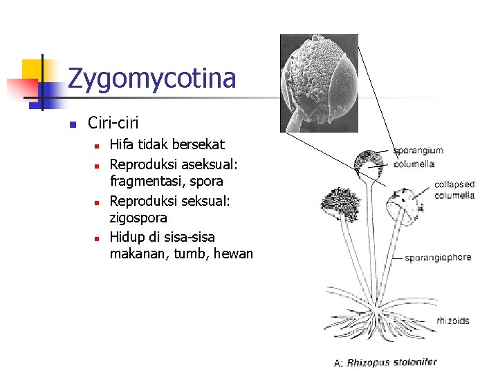 Zygomycotina n Ciri-ciri n n Hifa tidak bersekat Reproduksi aseksual: fragmentasi, spora Reproduksi seksual: