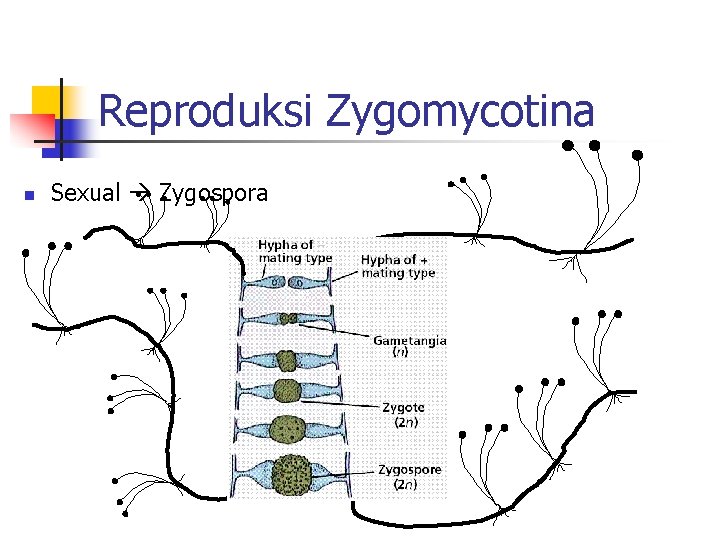 Reproduksi Zygomycotina n Sexual Zygospora 