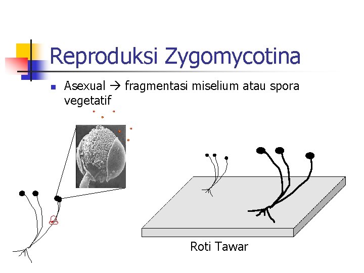 Reproduksi Zygomycotina n Asexual fragmentasi miselium atau spora vegetatif Roti Tawar 