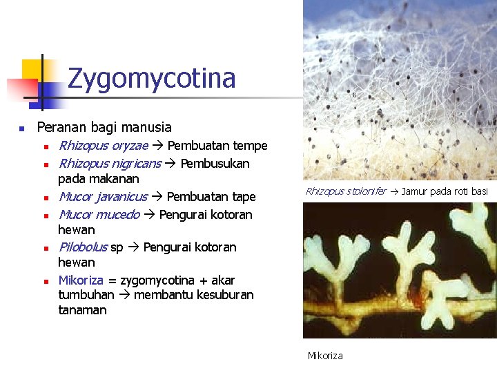 Zygomycotina n Peranan bagi manusia n Rhizopus oryzae Pembuatan tempe n Rhizopus nigricans Pembusukan