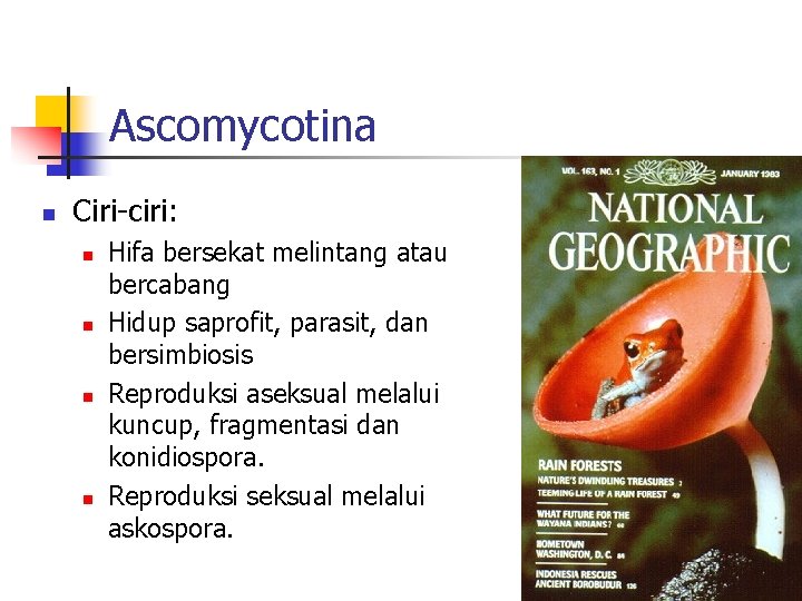 Ascomycotina n Ciri-ciri: n n Hifa bersekat melintang atau bercabang Hidup saprofit, parasit, dan