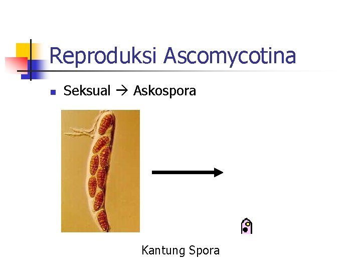 Reproduksi Ascomycotina n Seksual Askospora Kantung Spora 