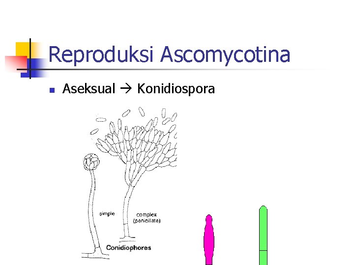 Reproduksi Ascomycotina n Aseksual Konidiospora 