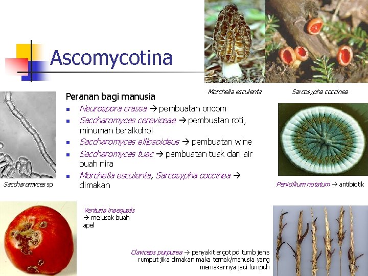 Ascomycotina Peranan bagi manusia n n Morchella esculenta Sarcosypha coccinea Neurospora crassa pembuatan oncom
