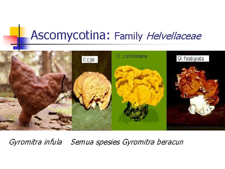 Ascomycotina: Gyromitra infula Family Helvellaceae Semua spesies Gyromitra beracun 