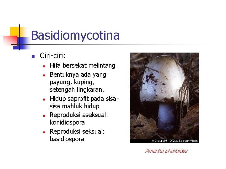 Basidiomycotina n Ciri-ciri: n n n Hifa bersekat melintang Bentuknya ada yang payung, kuping,