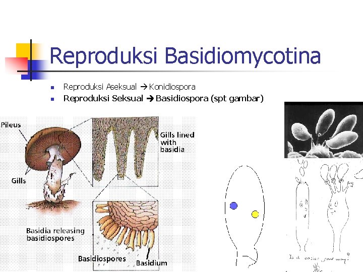 Reproduksi Basidiomycotina n n Reproduksi Aseksual Konidiospora Reproduksi Seksual Basidiospora (spt gambar) 