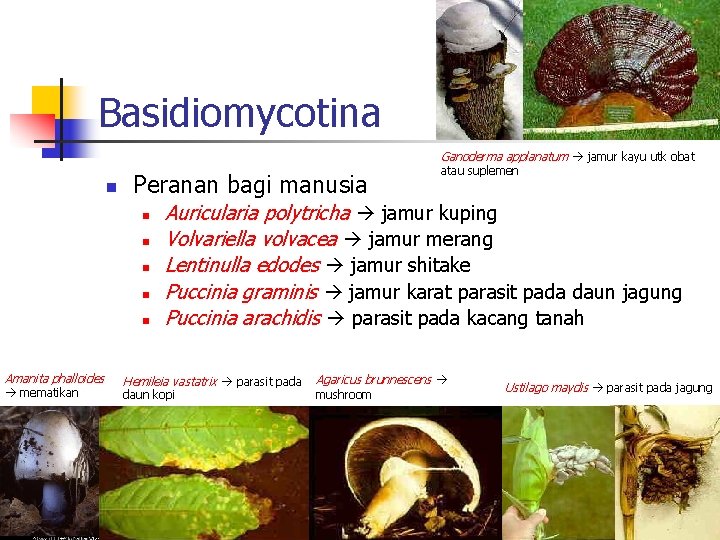 Basidiomycotina Ganoderma applanatum jamur kayu utk obat n Peranan bagi manusia n n n