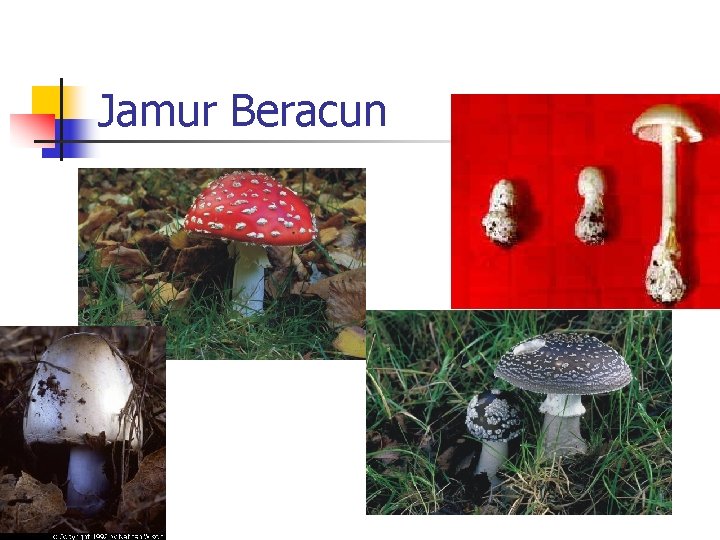 Jamur Beracun 