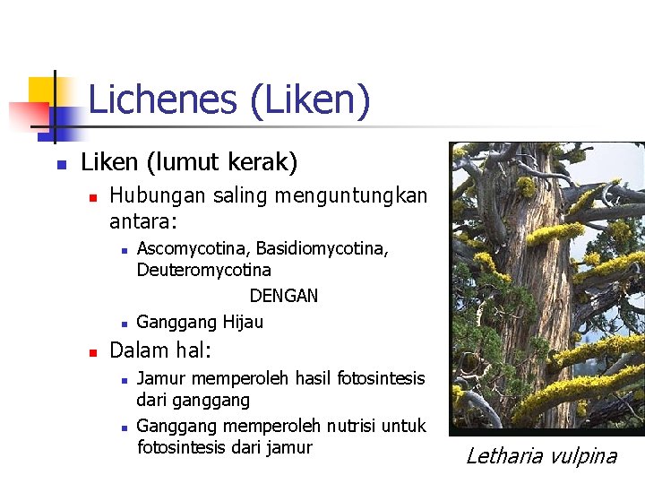 Lichenes (Liken) n Liken (lumut kerak) n Hubungan saling menguntungkan antara: n n n