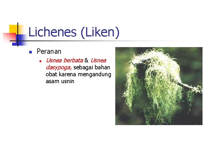 Lichenes (Liken) n Peranan n Usnea berbata & Usnea dasypoga, sebagai bahan obat karena