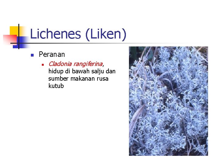 Lichenes (Liken) n Peranan n Cladonia rangiferina, hidup di bawah salju dan sumber makanan