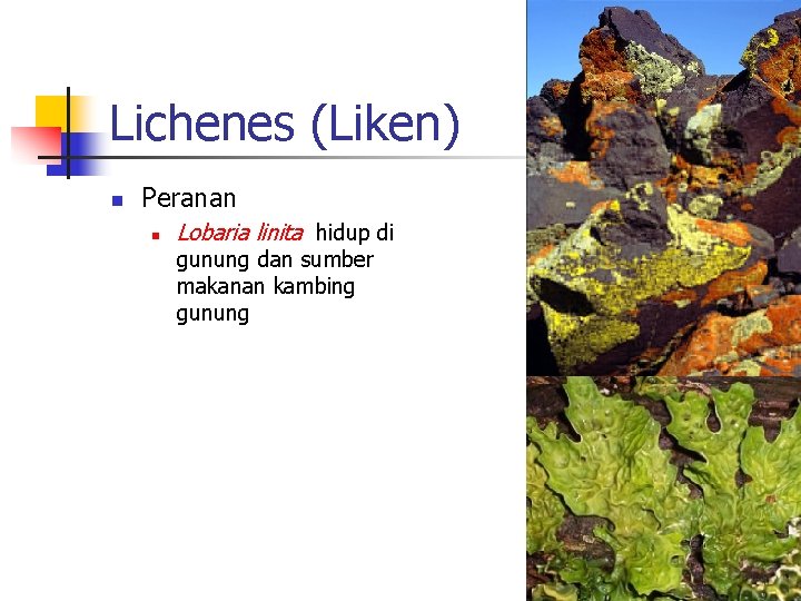 Lichenes (Liken) n Peranan n Lobaria linita hidup di gunung dan sumber makanan kambing