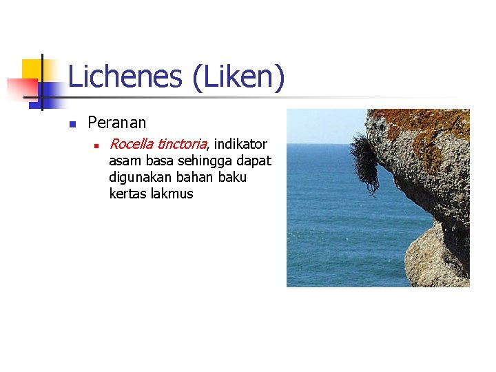 Lichenes (Liken) n Peranan n Rocella tinctoria, indikator asam basa sehingga dapat digunakan bahan