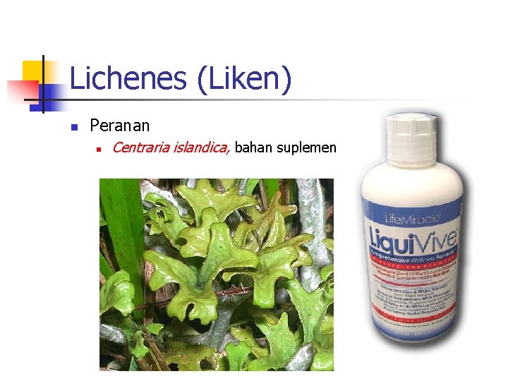 Lichenes (Liken) n Peranan n Centraria islandica, bahan suplemen 