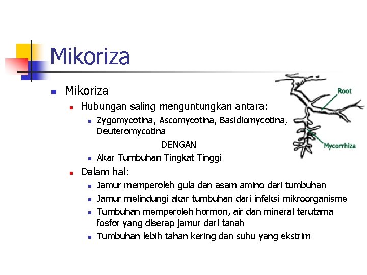 Mikoriza n Hubungan saling menguntungkan antara: n n n Zygomycotina, Ascomycotina, Basidiomycotina, Deuteromycotina DENGAN