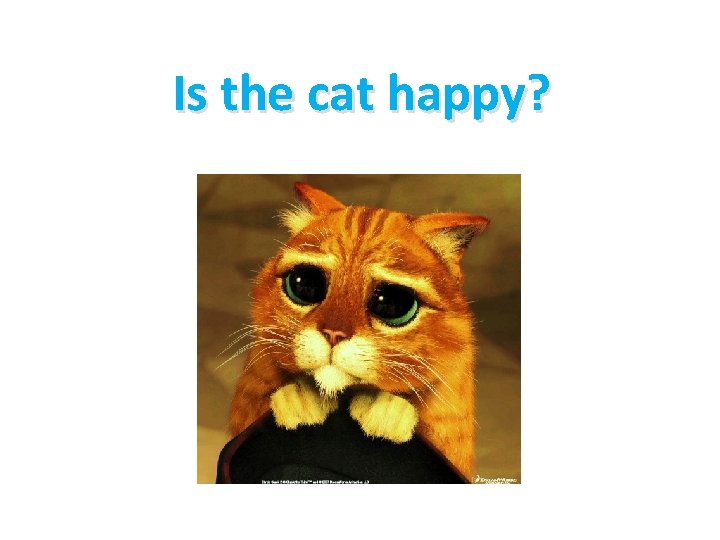 Is the cat happy? 