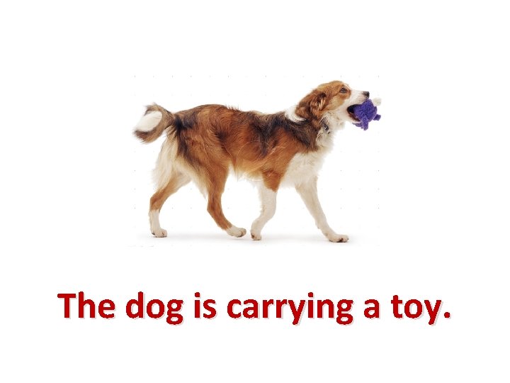 The dog is carrying a toy. 