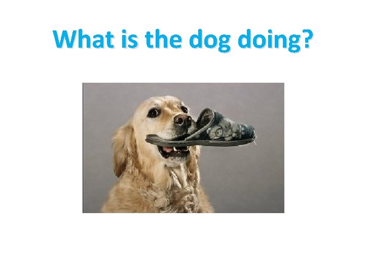 What is the dog doing? 