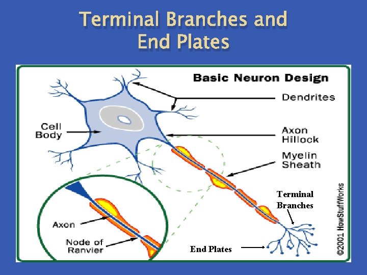 Terminal Branches and End Plates Terminal Branches End Plates Terminal Branches and End Plates Terminal Branches End Plates