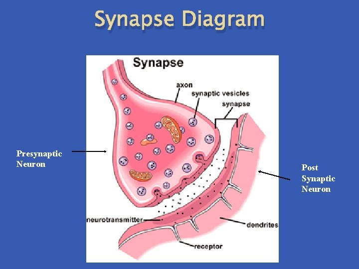 Synapse Diagram Presynaptic Neuron Post Synaptic Neuron Synapse Diagram Presynaptic Neuron Post Synaptic Neuron