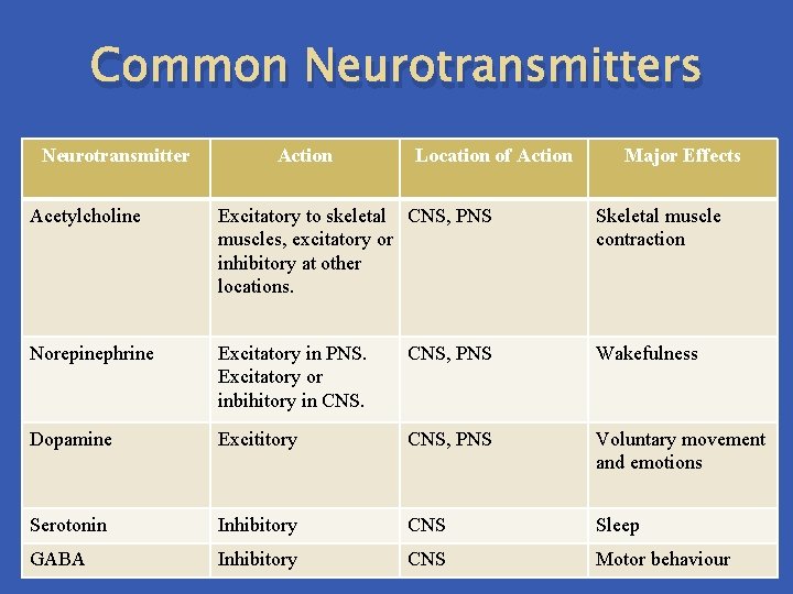 Common Neurotransmitters Neurotransmitter Action Location of Action Major Effects Acetylcholine Excitatory to skeletal CNS, Common Neurotransmitters Neurotransmitter Action Location of Action Major Effects Acetylcholine Excitatory to skeletal CNS,