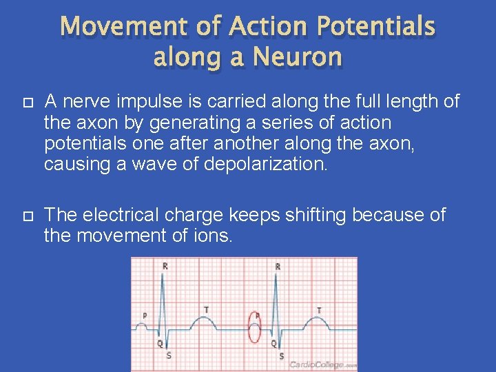 Movement of Action Potentials along a Neuron A nerve impulse is carried along the Movement of Action Potentials along a Neuron A nerve impulse is carried along the