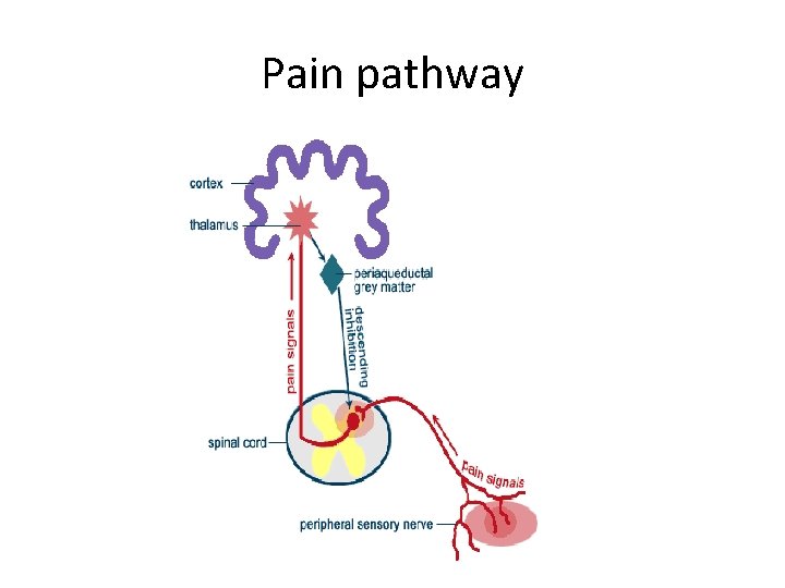 Pain pathway Pain pathway