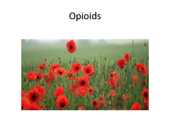 Opioids Opioids