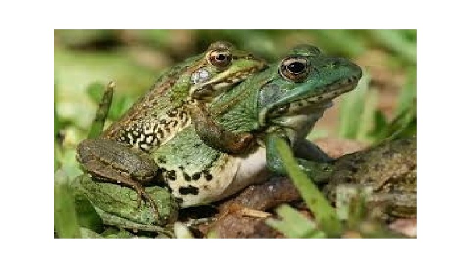 Mating Example DEFINITION OF MATING In biology mating is the