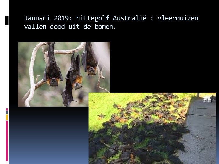 Januari 2019: hittegolf Australië : vleermuizen vallen dood uit de bomen. 
